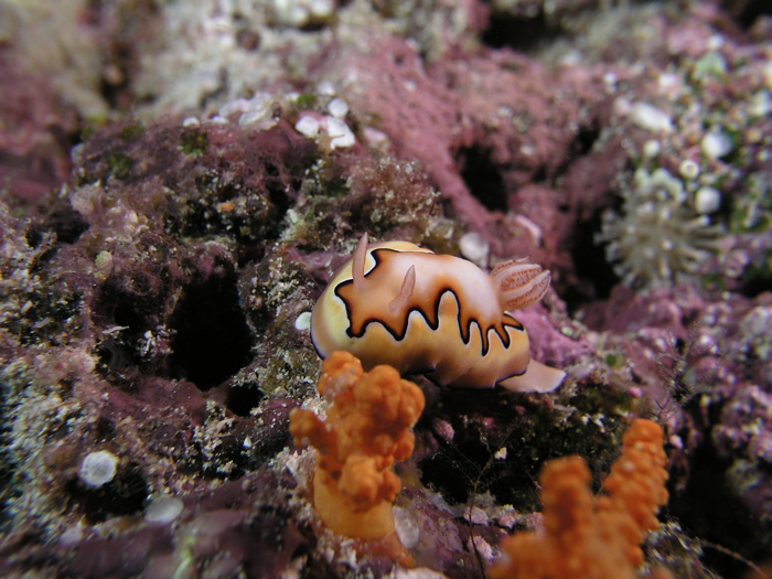 A nudibranch.